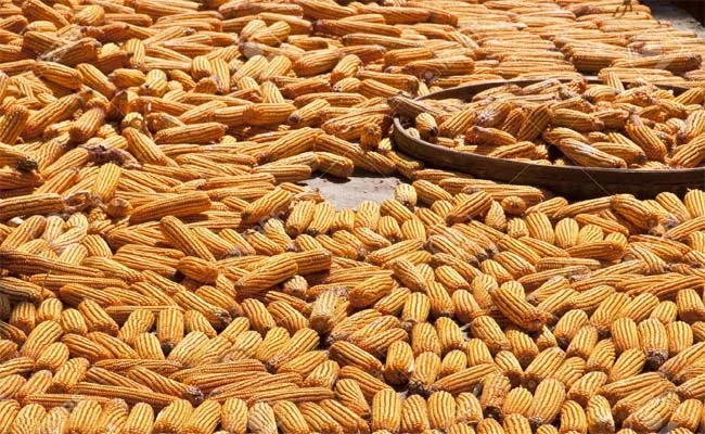 Support Prices Corn Crop Nizamabad Market Yard - Sakshi