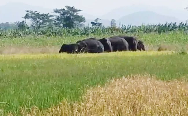 Elephants Leaves Villages Crops In Vizianagaram - Sakshi