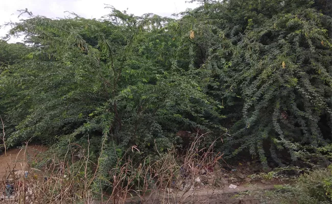 Illegal Activities Backside Of Trees, Kalwakurthy - Sakshi