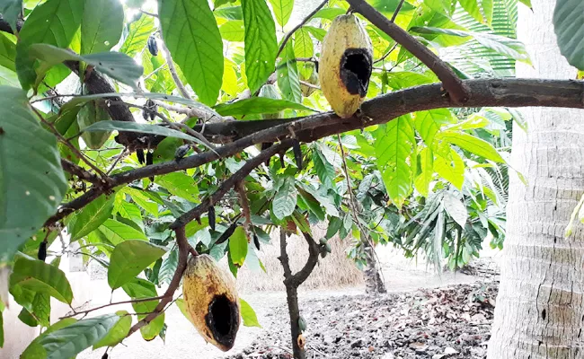 Farmers Loss With cocoa crop East Godavari - Sakshi