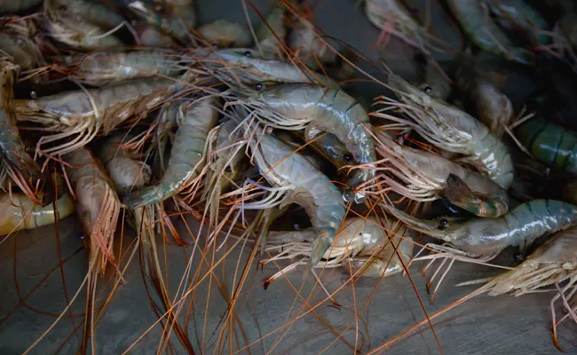 Aquaculture Loses In Andhra Pradesh - Sakshi