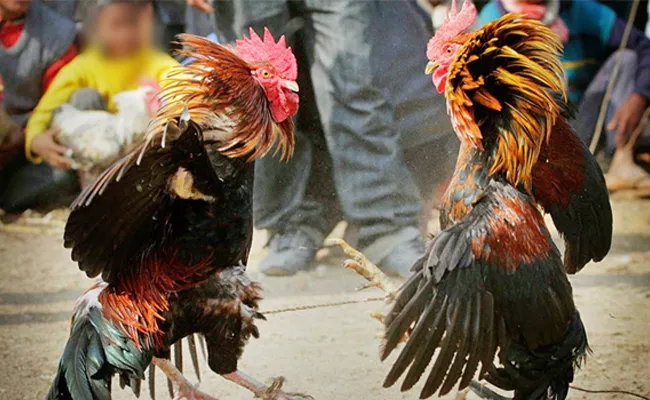 Two dies after Police rides on Cock Fight Centers in Krishna District - Sakshi