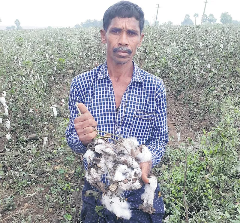 Heavy rains damage crops - Sakshi
