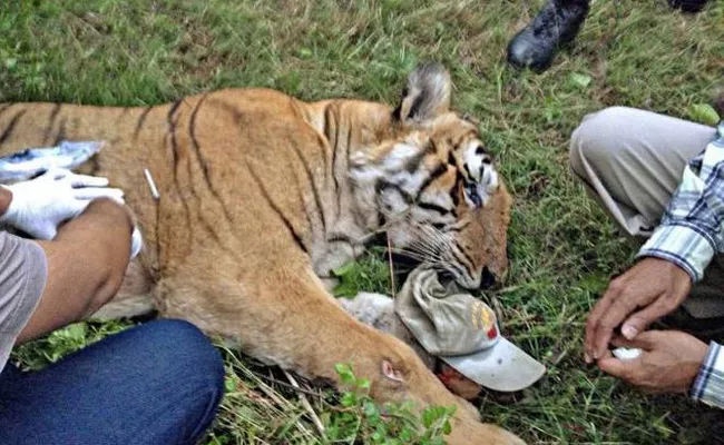Forest Department Catched Tiger in Karnataka - Sakshi