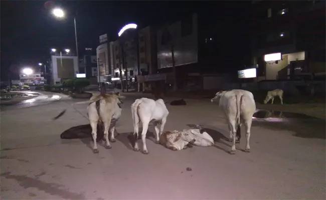 Cattle Standing On Roads Creating Problem - Sakshi