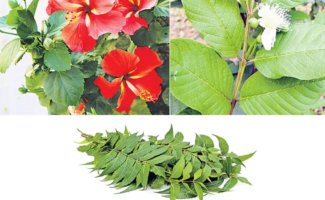 Drinking Tea Made With Hibiscus Leaf Reduces Blood Pressure - Sakshi