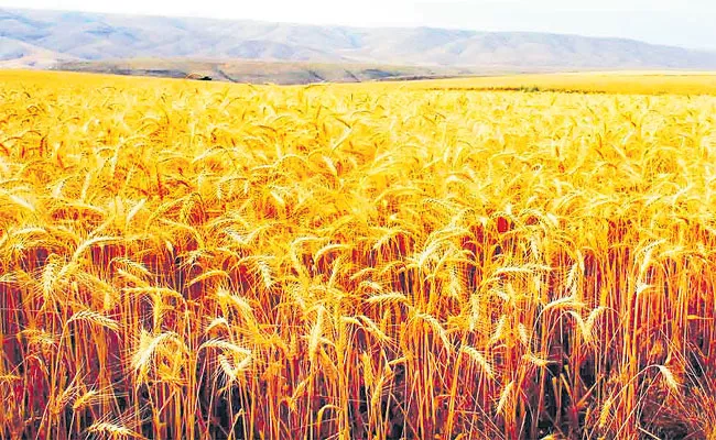 Devinder Sharma Article On Crops - Sakshi