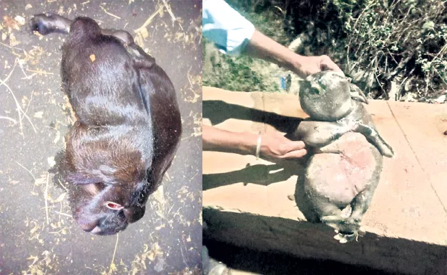 Pig Birth in Goat Stomach Sangareddy - Sakshi