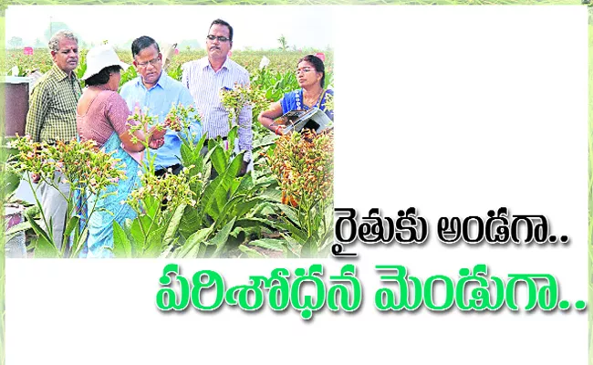 Regional Agriculture Research Center Nandyal Produce Best Seeds In Ap - Sakshi