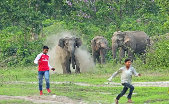 Elephants Attacks Farmers fields In Chittoor - Sakshi