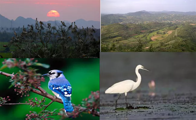 Migration Of  Foreign Birds To Ichapuram In Rainy Season - Sakshi