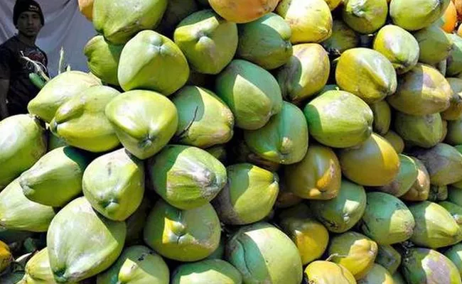Palakollu Coconut Prices Are Dropped In West Godavari - Sakshi
