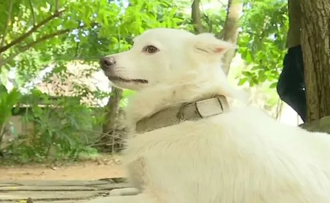 Kerala Man Abandons Pet Dog Over Illicit Relationship - Sakshi