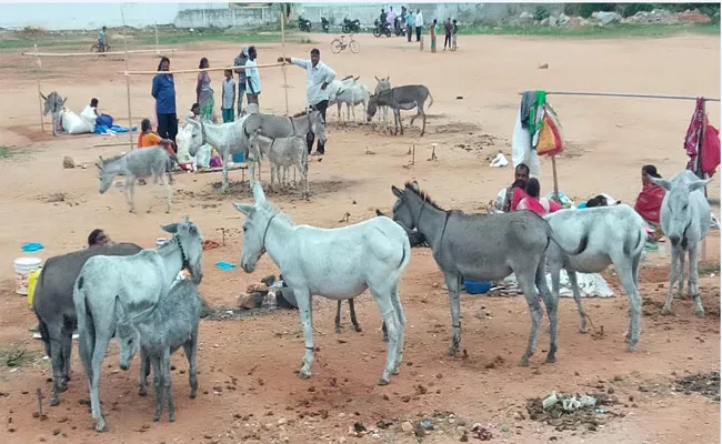 Donkey Milk Has Getting High Price In Kadiri Town, Anantapur - Sakshi