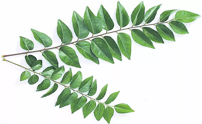 Beauty With Curry leaves - Sakshi