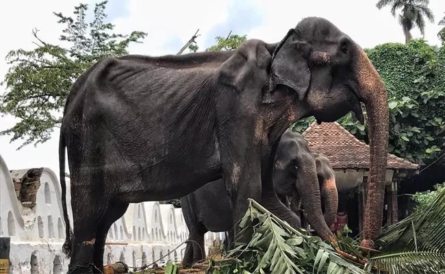  An Elderly Elephant Used To Parad In Sri Lanka - Sakshi