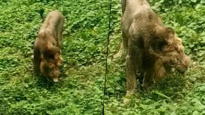 Lion Eats Grass at Gir in Viral Video - Sakshi