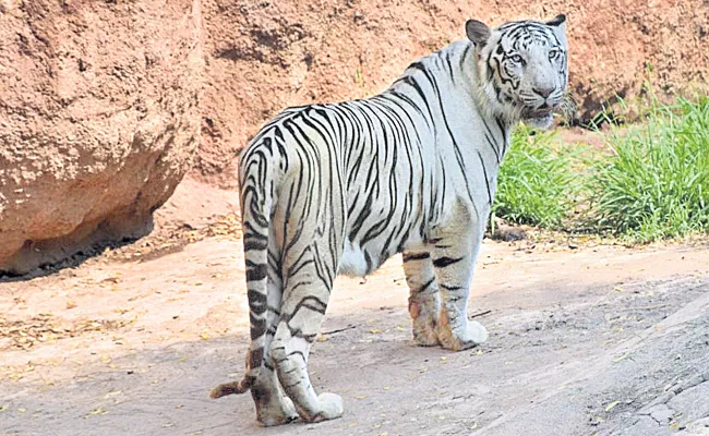 White Tiger Vinay Died in Nehru Zoopark With Illness - Sakshi