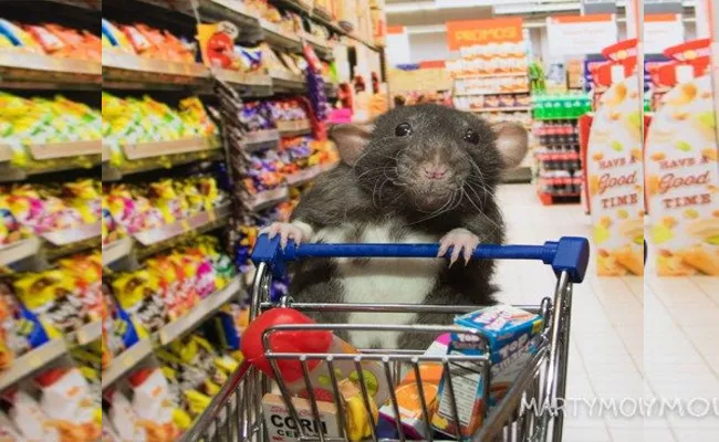 Japans Family Mart convenience chain Apologies for Rats in Store - Sakshi