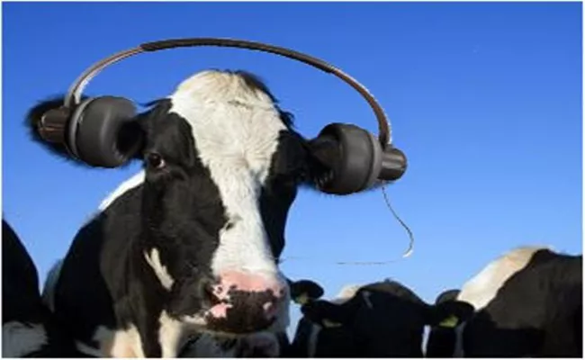 Cow Gave More Milk By Listening Music In Karimnagar - Sakshi