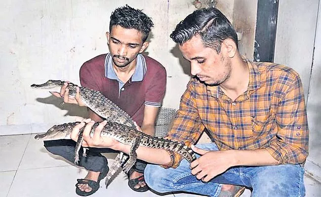 Crocodile smuggling gang busted in Borivali By Forest officers - Sakshi