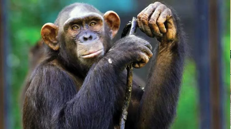 Enforcement Directorate attaches chimpanzees, marmosets under PMLA - Sakshi