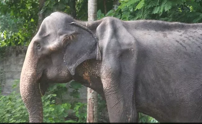 70 Years Old Elephant Tikiri Died In Sri Lanka  - Sakshi