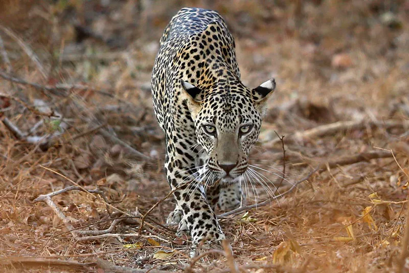 11-year-old Girl Saves 4-year-old Brother from Leopard Attack - Sakshi