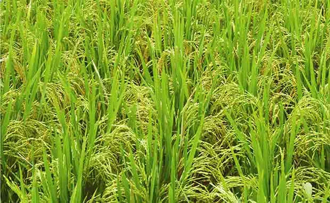 Record Yield of Paddy Grain in Telangana This Year - Sakshi