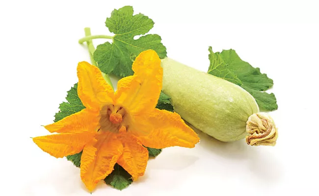 Luffa curry is very good for health - Sakshi