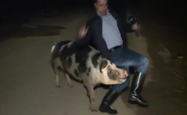 Pig Chases Greek TV Reporter In Live - Sakshi