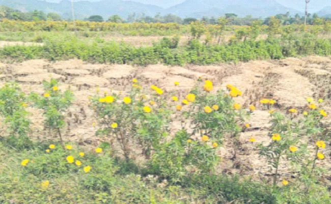 Story On Cultivation Of Marigold In Rentikota Village In Srikakulam District - Sakshi
