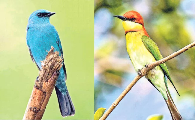 Migratory Birds Staying At pakhal Lake - Sakshi