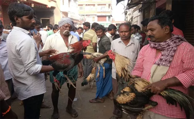 Fighting Hens Have More Demand In Market At Krishna District - Sakshi