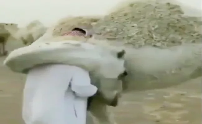 Viral Video: Camel Hugging Human - Sakshi