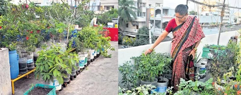 Growing Organic Vegetables at Home - Sakshi