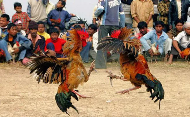 Khammam Farmers Ready For Hen Fights in Andhra Border - Sakshi