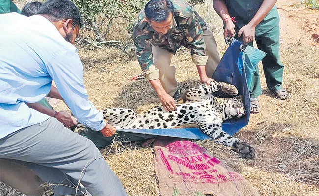 Leopard Caught In The Trap At Nalgonda - Sakshi