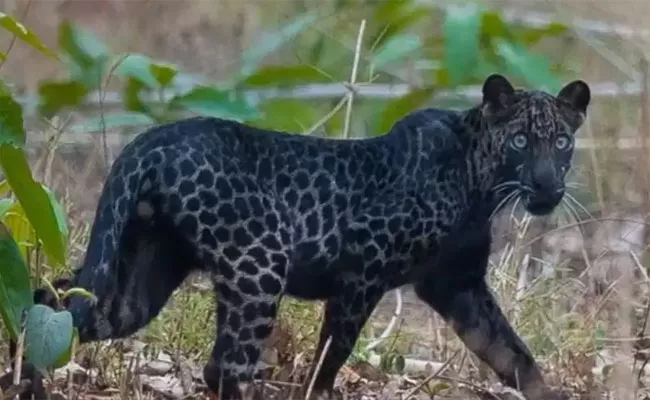 Rare Black Panther Spotted In Tadoba Sanctuary - Sakshi