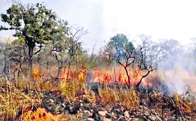 Cooking and fire bans in Nallamala Forest - Sakshi