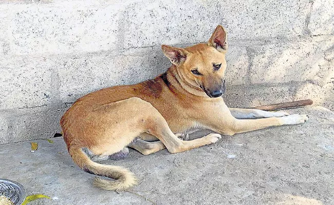 Street Dog Founds The Sri Lakshmi Ammavari Hundi - Sakshi