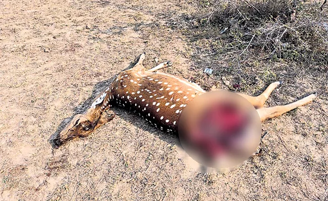 Deer Died in Dog Attacks HCU Hyderabad - Sakshi