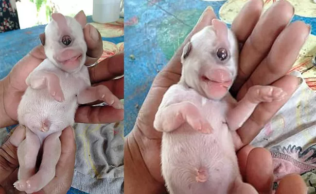 Puppy born with one eye in Thailand - Sakshi