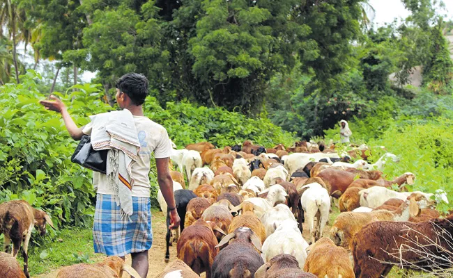 Financial Aid to Shepherds With YSR Kapari Bandhu - Sakshi