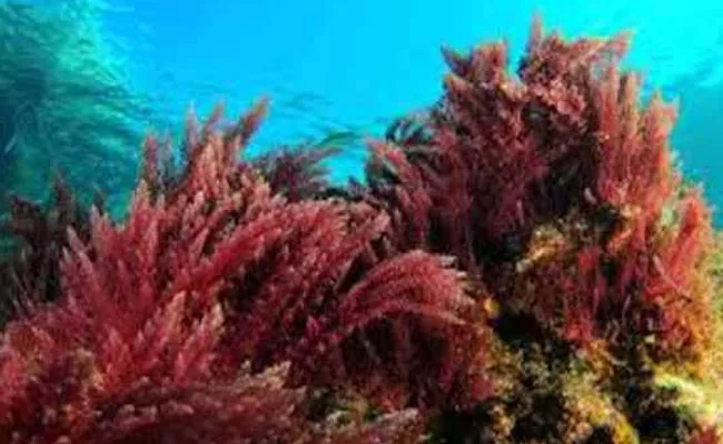 Marine red algae may hold key to preventing spread of COVID19says Reliance researchers - Sakshi