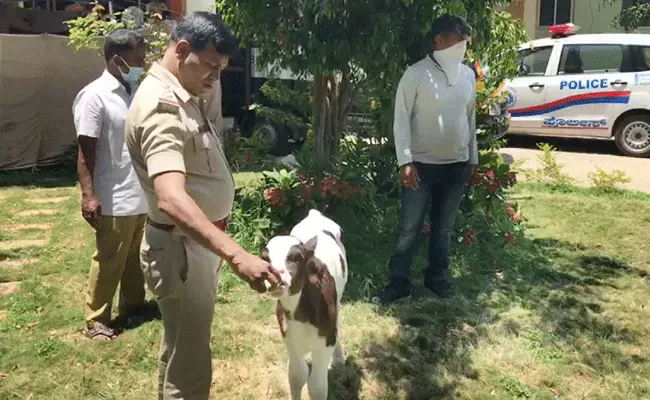 Calf chasing a police officer in Byappanahalli police station - Sakshi