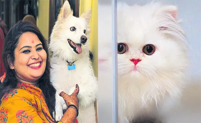 Summer Effect on Pet Animals And Tips - Sakshi