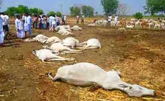 Kondapalli Village 70 Cows Fell In Sickness In Krishna - Sakshi