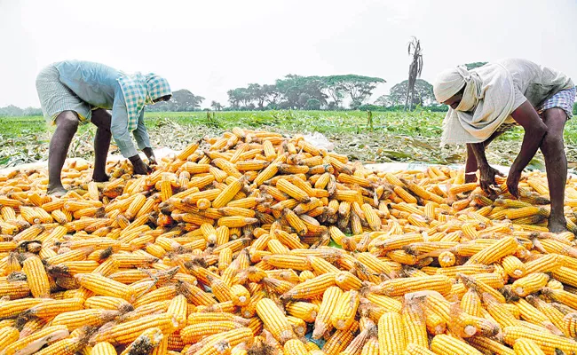 Maize Crop Yield at record levels In AP - Sakshi