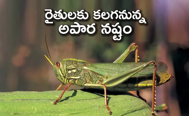 Another Threat In The Form Of Locusts - Sakshi